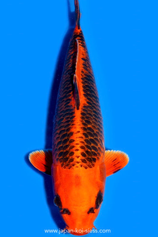 Karashi Kin Matsuba, Female, 52cm, Nisai, Art.-Nr. 0724 - NP = € 790,00