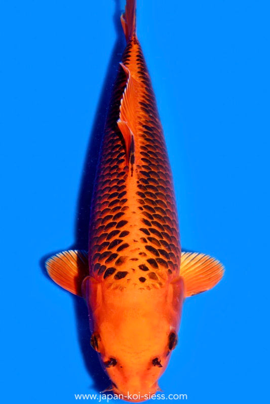 Karashi Kin Matsuba, Male, 50cm, Nisai, Art.-Nr. 0580 - NP = € 790,00