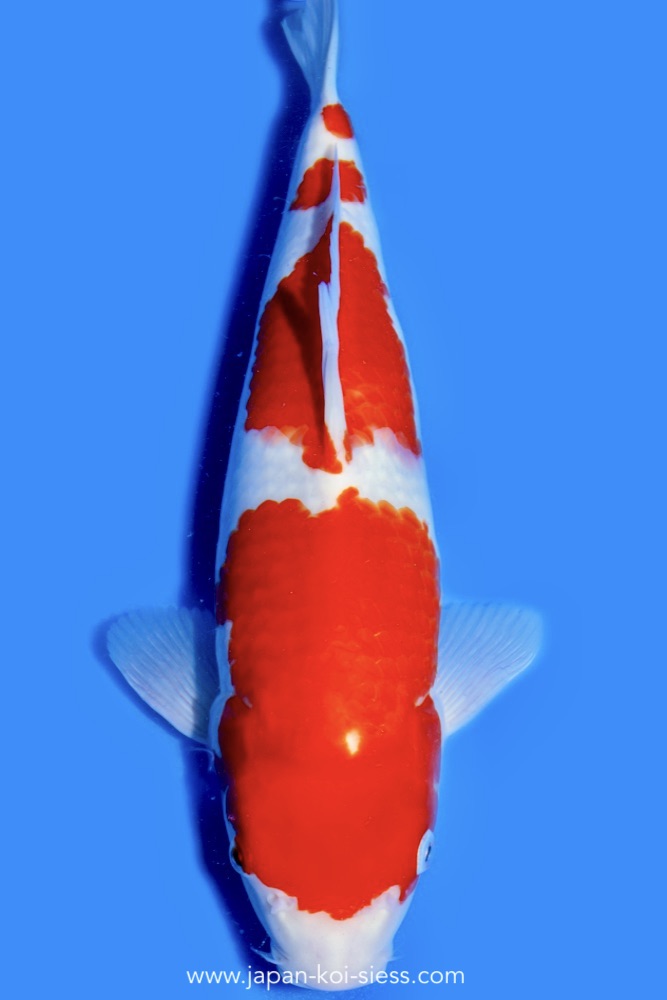 Karashi Kohaku, Female, 44cm, Nisai, Art.-Nr. 0718 - NP = € 790,00
