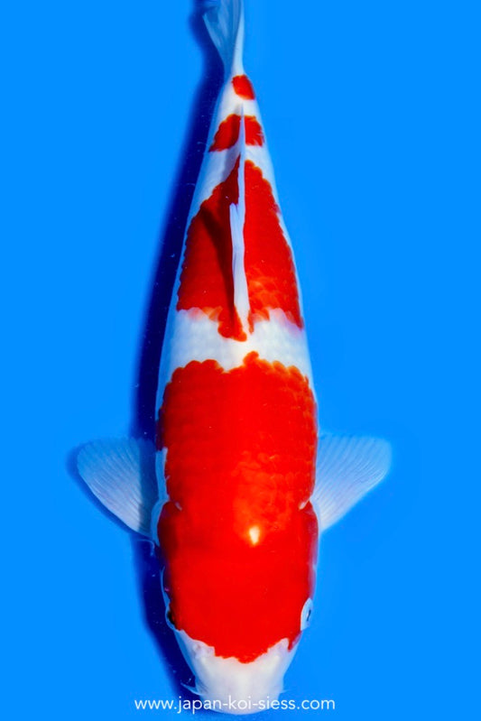 Karashi Kohaku, Female, 44cm, Nisai, Art.-Nr. 0718 - NP = € 790,00