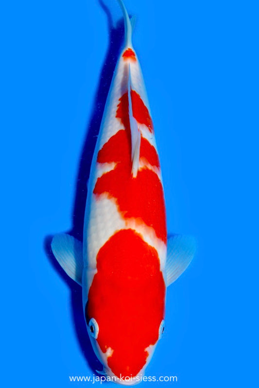 Karashi Kohaku, Female, 44cm, Nisai, Art.-Nr. 0742 - NP = € 760,00