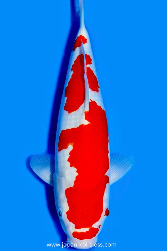 Karashi Kohaku, Female, 45cm, Nisai, Art.-Nr. 0613 - NP = RESERVIERT