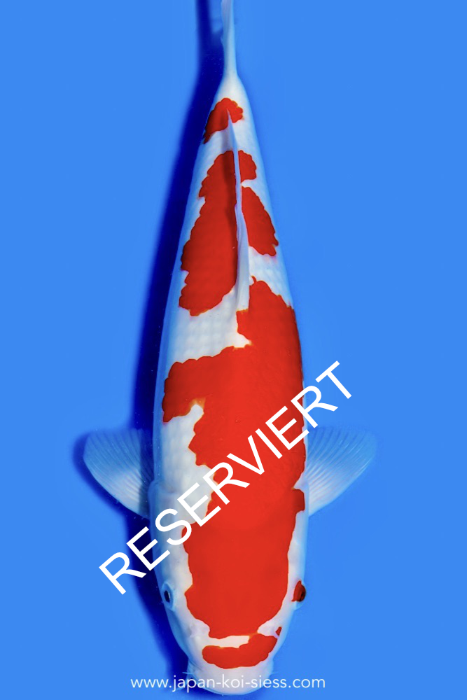 Karashi Kohaku, Female, 45cm, Nisai, Art.-Nr. 0613 - NP = RESERVIERT