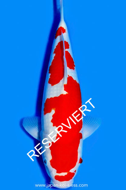 Karashi Kohaku, Female, 45cm, Nisai, Art.-Nr. 0613 - NP = RESERVIERT