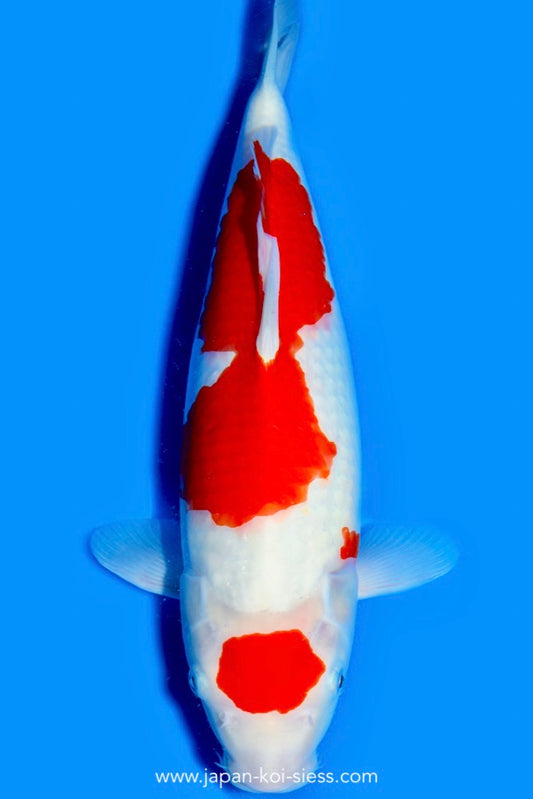 Karashi Kohaku, Female, 45cm, Nisai, Art.-Nr. 0842 - NP = € 790,00