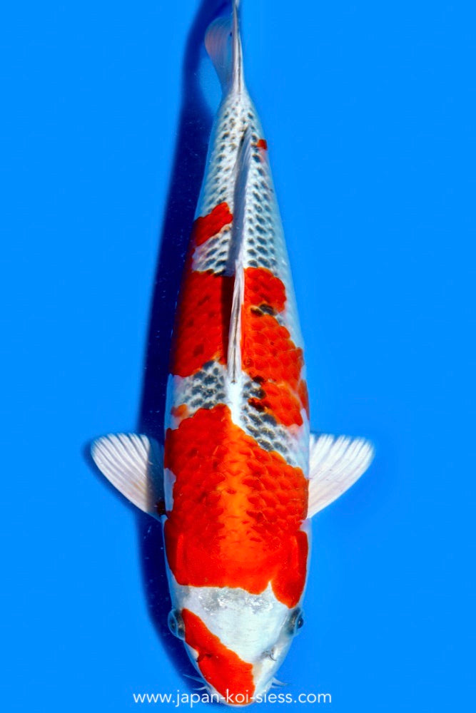 Karashi Kujaku, Female, 42cm, Nisai, Art.-Nr. 0833 - NP = 690,00