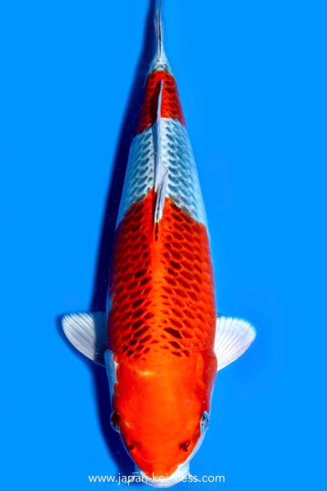 Karashi Kujaku, Female, 47cm, Nisai, Art.-Nr. 0817 - NP = 790,00