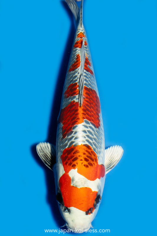 Karashi Kujaku, Female, 45cm, Nisai, Art.-Nr. 7965 - NP = 770,00