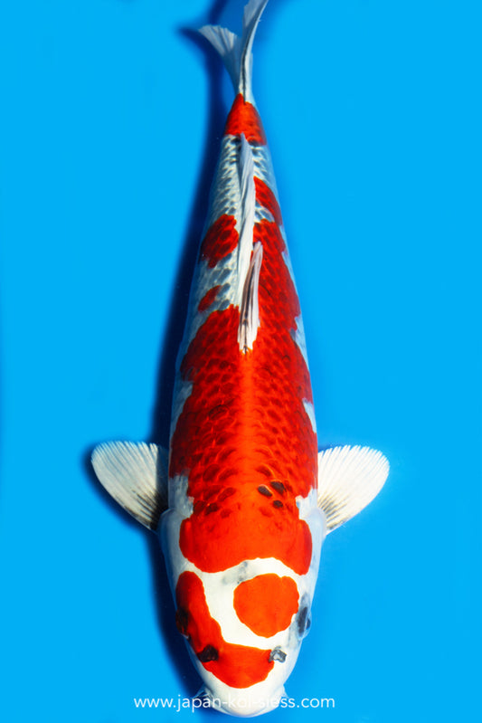 Karashi Kujaku, Female, 46cm, Nisai, Art.-Nr. 8024 - NP = 770,00