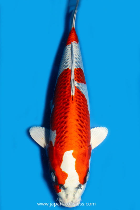 Karashi Kujaku, Female, 49cm, Nisai, Art.-Nr. 7933 - NP = 770,00