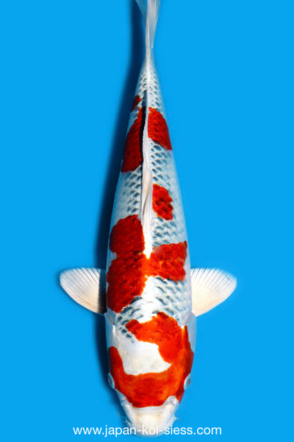 Karashi Kujaku, Male, 46cm, Nisai, Art.-Nr. 9884