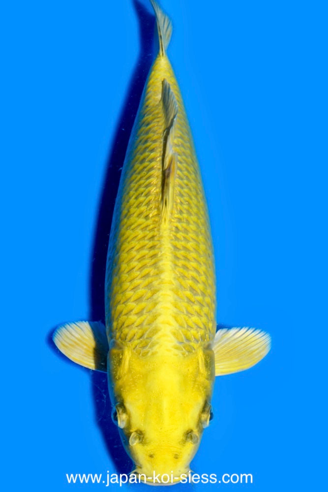 Karashi Matsuba Ogon, Female, 42cm, Nisai, Art.-Nr. 0797 - NP = € 750,00