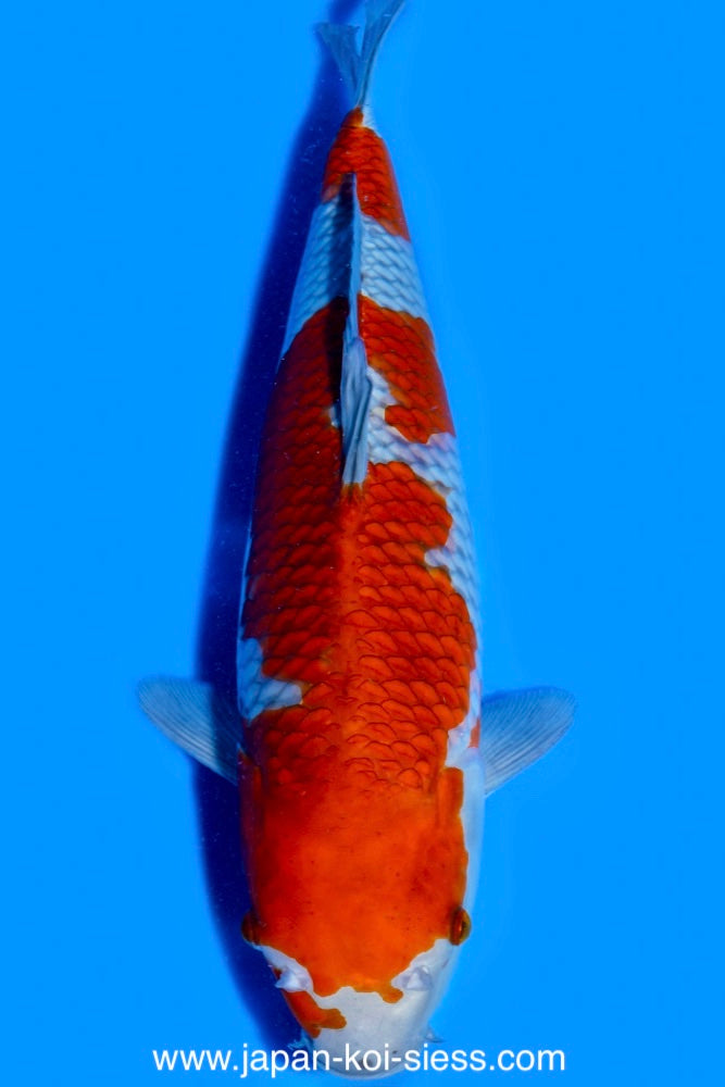 Karashi Ochiba Shigure, Female, 48cm, Nisai, Art.-Nr. 0809 - NP = € 790,00