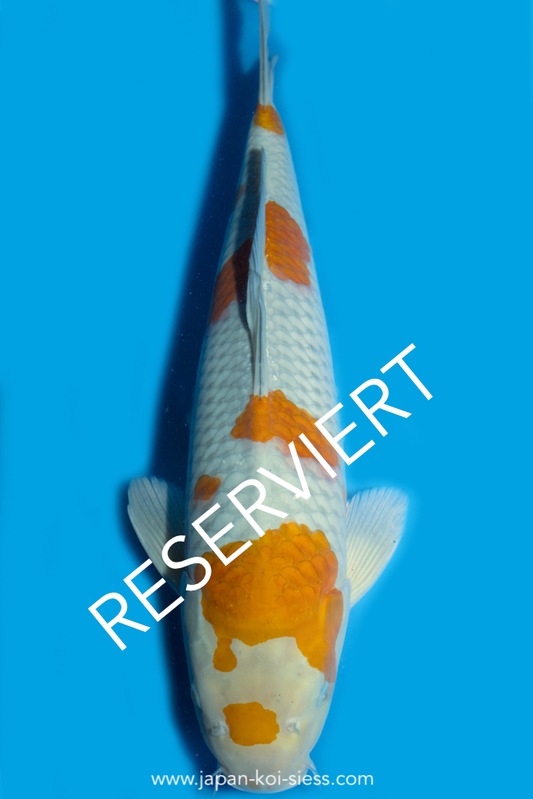 Karashi Ochiba, Female, 46cm, Nisai, Art.-Nr. 7930 - NP = RESERVIERT