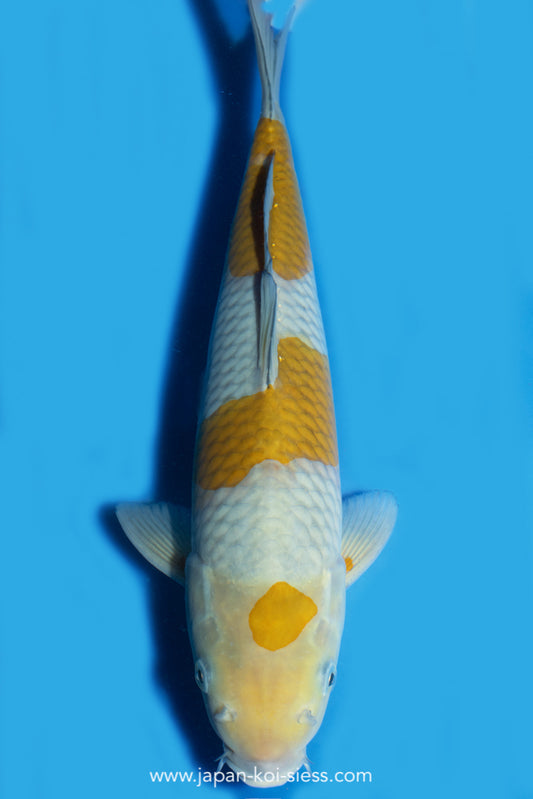 Karashi Ochiba, Male, 40cm, Nisai, Art.-Nr. 8055 - NP = € 680,00