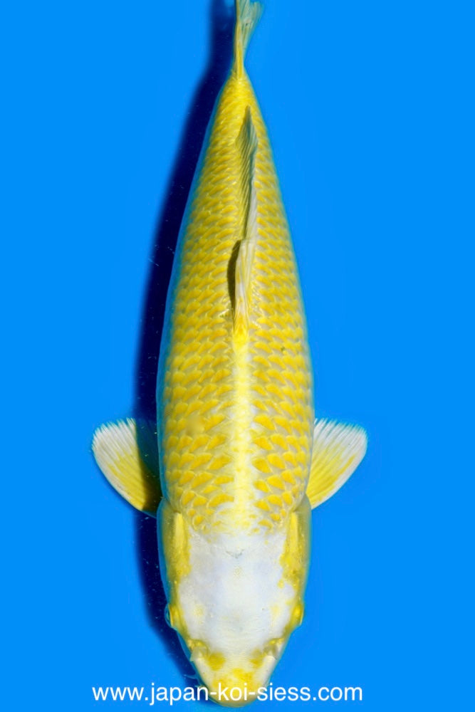 Karashi Ogon, Male, 55cm, Nisai, Art.-Nr. 0750 - NP = € 760,00