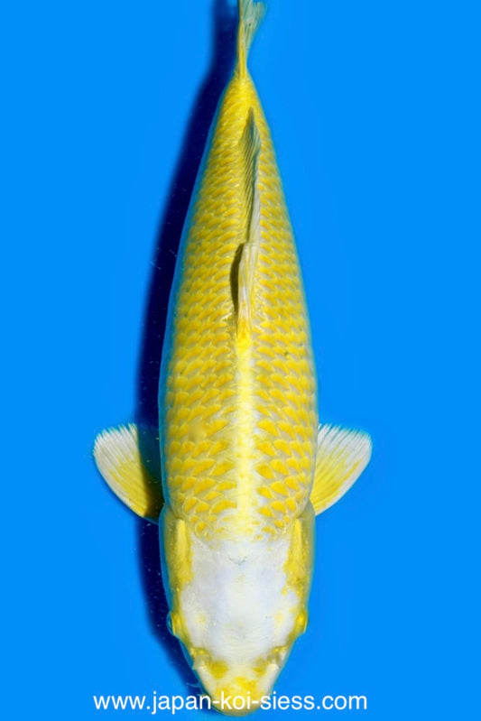 Karashi Ogon, Male, 55cm, Nisai, Art.-Nr. 0750 - NP = € 760,00