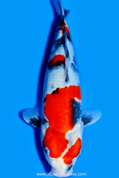 Karashi Showa, Female, 43cm, Nisai, Art.-Nr. 0566 - NP = RESERVIERT