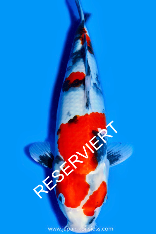 Karashi Showa, Female, 43cm, Nisai, Art.-Nr. 0566 - NP = RESERVIERT