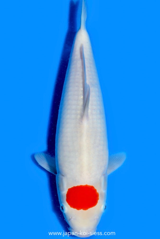 Karashi Tancho Kohaku, Female, 41cm, Nisai, Art.-Nr. 0760 - NP = € 770,00