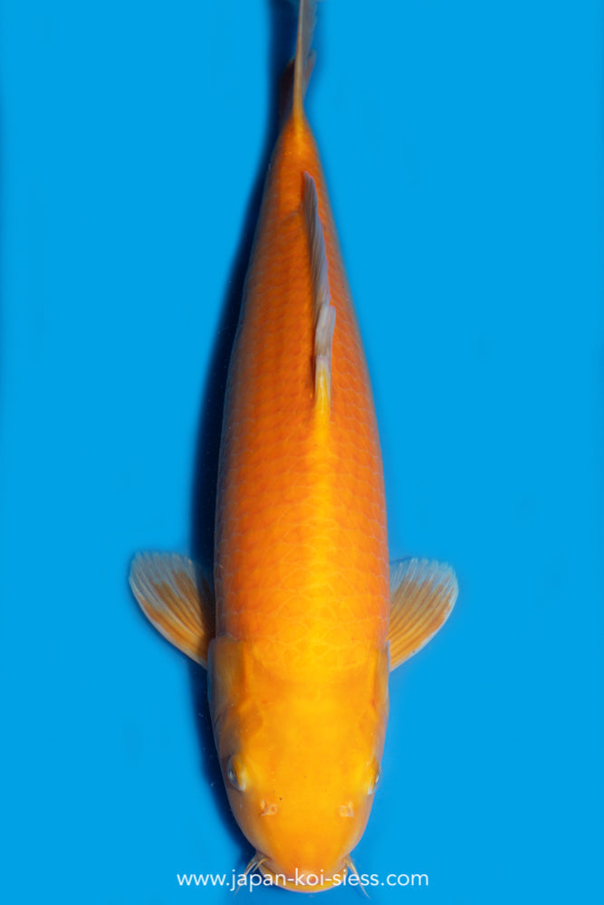 Karashigoi Orenji, Female, 47cm, Nisai, Art.-Nr. 7988 - NP 790,00