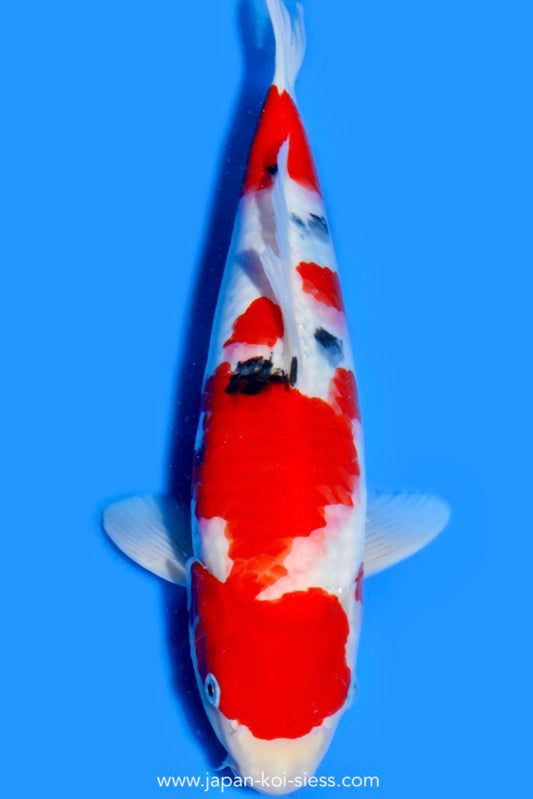 Sanke, Female, 45cm, Nisai, Art.-Nr. 0739 - NP = € 760,00