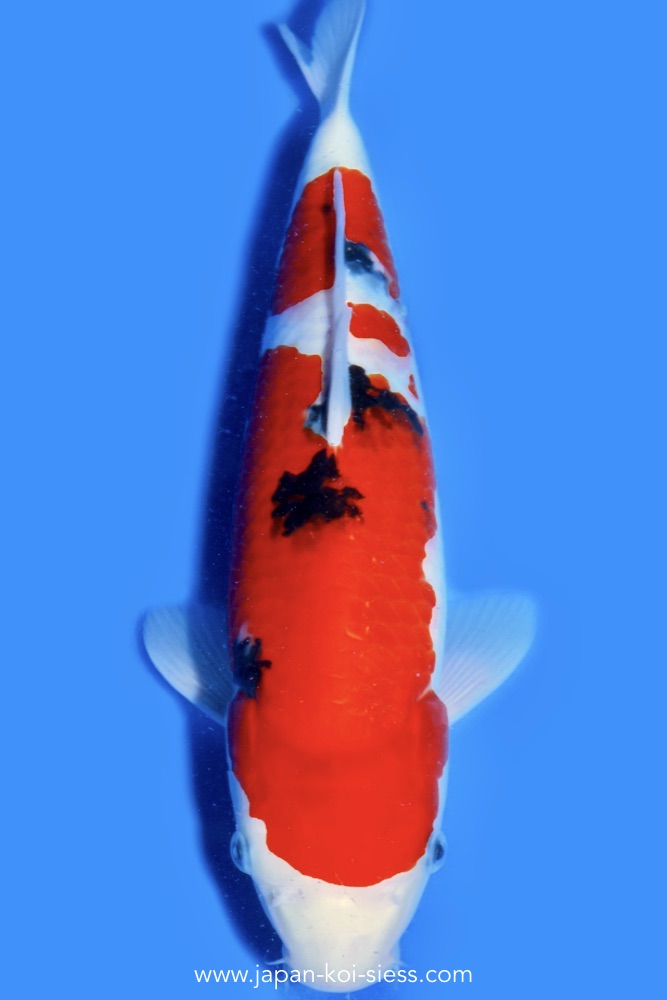 Sanke, Male, 41cm, Nisai, Art.-Nr. 0782 - NP = € 690,00