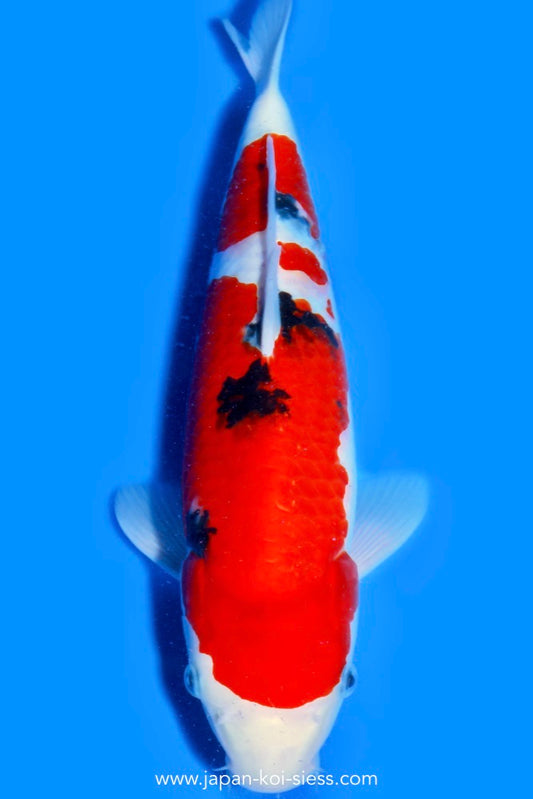 Sanke, Male, 41cm, Nisai, Art.-Nr. 0782 - NP = € 690,00