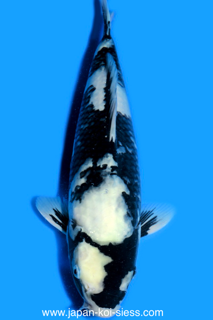 Shiro Utsuri, Male, 41cm, Nisai, Art.-Nr. 0753 - NP= RESERVIERT