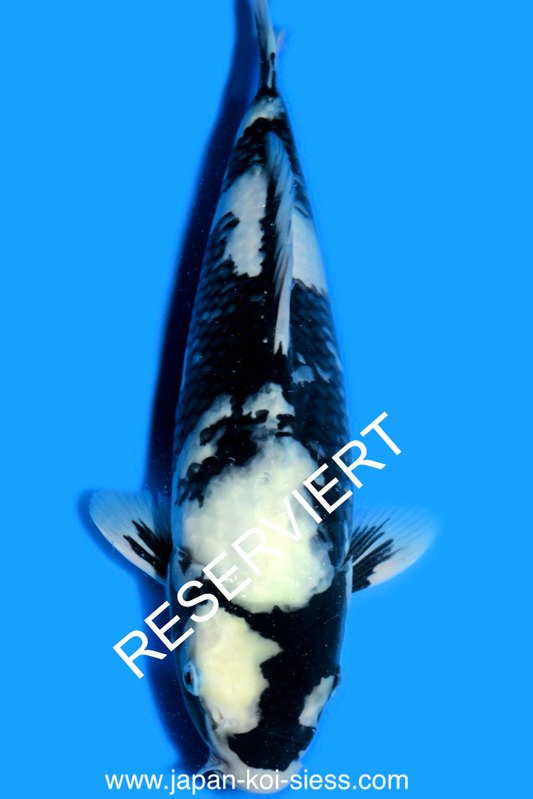 Shiro Utsuri, Male, 41cm, Nisai, Art.-Nr. 0753 - NP= RESERVIERT