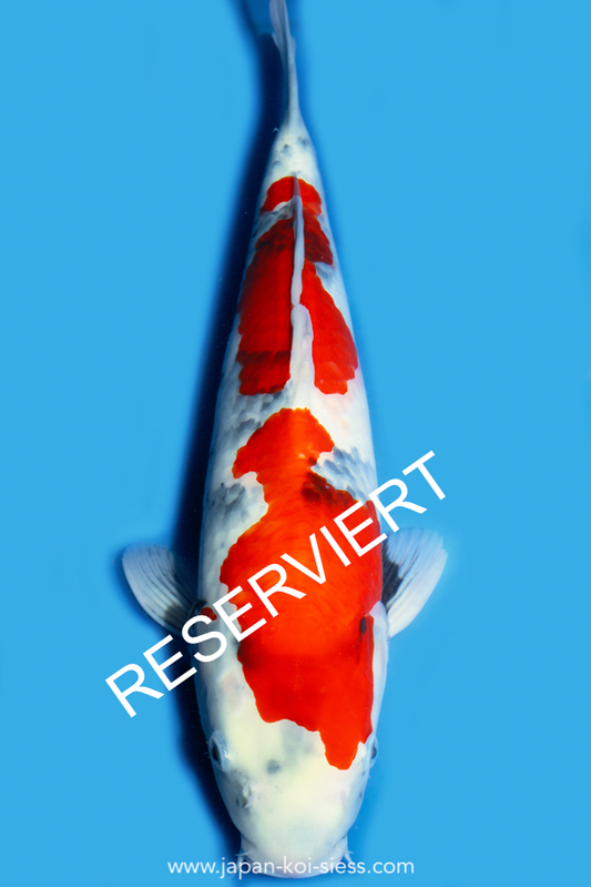 Showa, Female, 46cm, Nisai, Art.-Nr. 7955 - NP = € 0,00