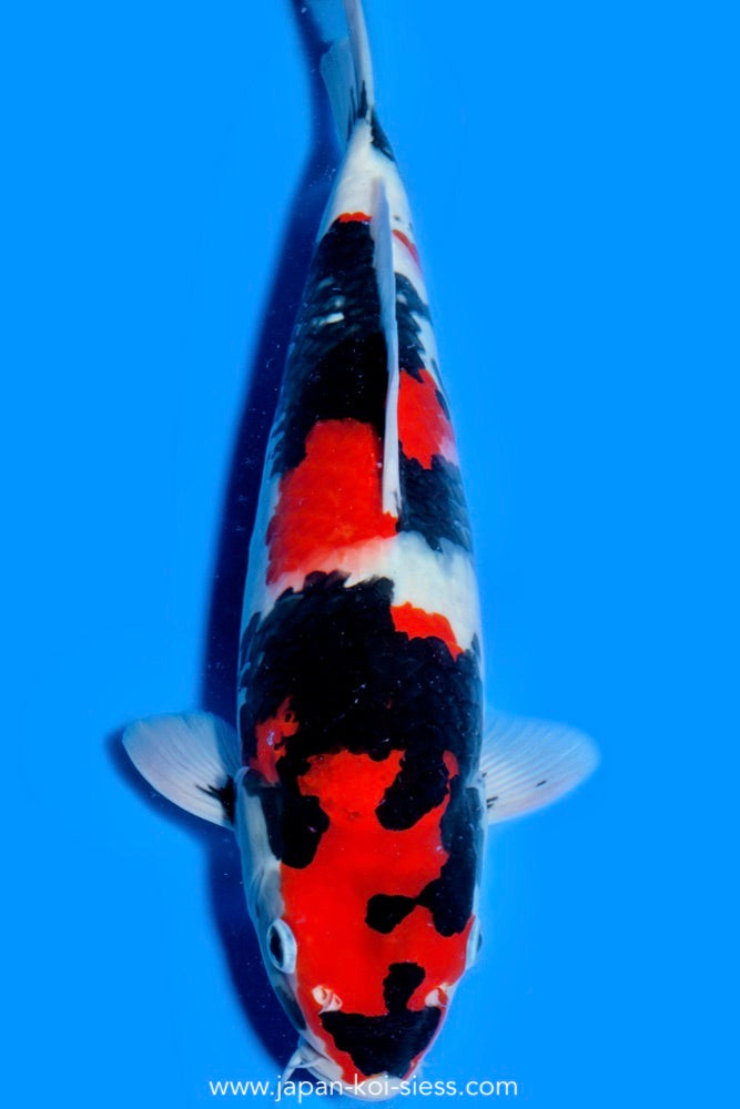 Showa, Male, 43cm, Nisai, Art.-Nr. 0685 - NP = € 720,00