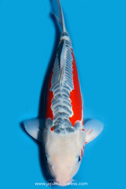 Shusui, Female, 44cm, Nisai, Art.-Nr. 8033 - NP = € 0,00