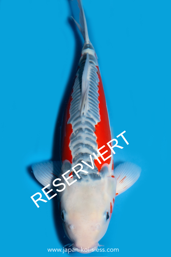 Shusui, Female, 44cm, Nisai, Art.-Nr. 8033 - NP = € 0,00