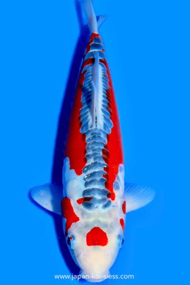 Shusui, Male, 41cm, Nisai, Art.-Nr. 0697 - NP = € 690,00