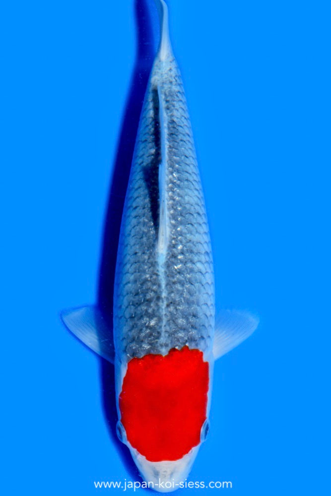 Tancho Goshiki, Female, 41cm, Nisai, Art.-Nr. 0776 - NP = € 720,00