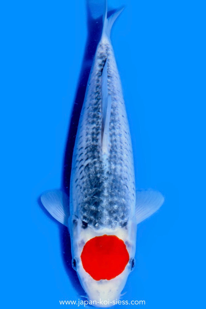 Tancho Goshiki, Female, 41cm, Nisai, Art.-Nr. 0655 - NP = € 720,00