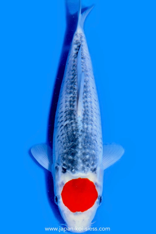 Tancho Goshiki, Female, 41cm, Nisai, Art.-Nr. 0655 - NP = € 720,00