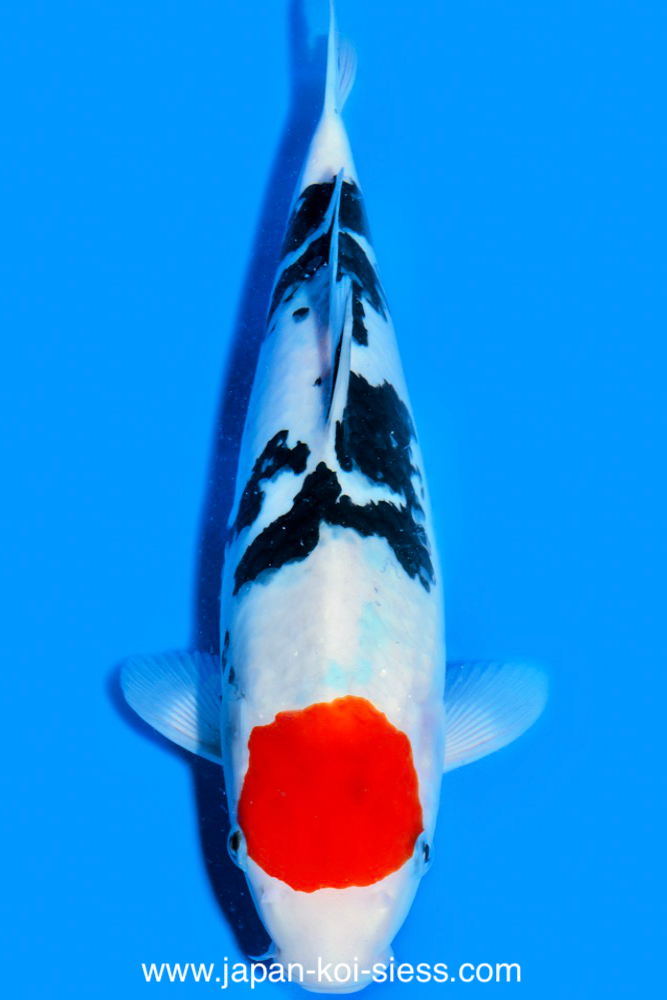 Tancho Sanke, Female, 41cm, Nisai, Art.-Nr. 0586 - NP = RESERVIERT