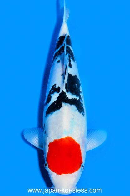 Tancho Sanke, Female, 41cm, Nisai, Art.-Nr. 0586 - NP = RESERVIERT