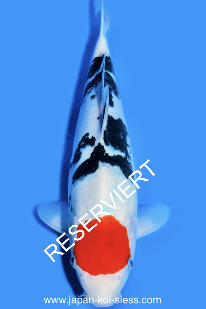 Tancho Sanke, Female, 41cm, Nisai, Art.-Nr. 0586 - NP = RESERVIERT