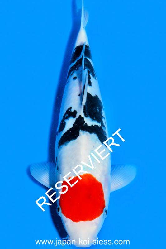 Tancho Sanke, Female, 41cm, Nisai, Art.-Nr. 0586 - NP = RESERVIERT