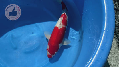 Kohaku, femmina, 46 cm, Sansai, articolo n. 8180