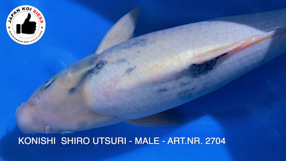 Shiro Utsuri, male, 53cm, Nanasai, item no. 2704
