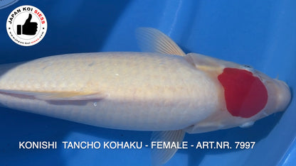 Tancho Kohaku, femmina, 46 cm, Sansai, articolo n. 7997