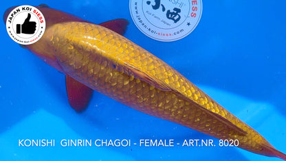 GinRin Chagoi, Female, 53cm, Sansai, item no. 8020