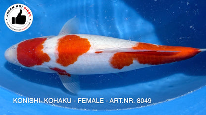 Kohaku, femmina, 45 cm, Sansai, articolo n. 8049