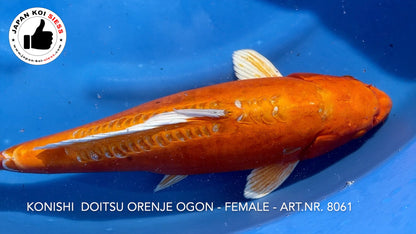 Doitsu Orenje Ogon, femmina, 44 cm, Sansai, articolo n. 8061