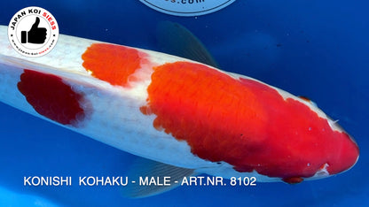 Kohaku, maschio, 45 cm, Sansai, articolo n. 8102