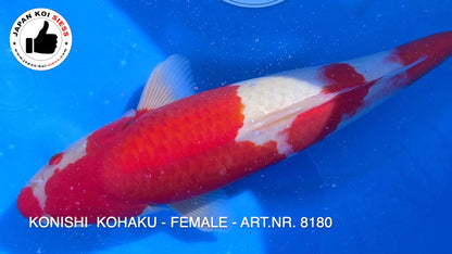 Kohaku, femmina, 46 cm, Sansai, articolo n. 8180